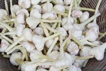 Whole Heads of Garlic