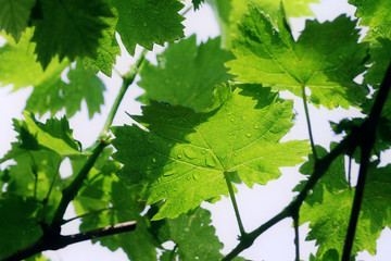 Fototapeta na wymiar Grape vine leafs with rain drops