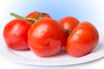 ripe red tomatoes on a blue background