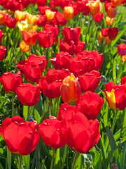 Tulpen - Tulipa