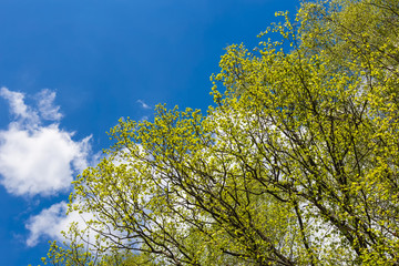 Looking up to the sky in forest