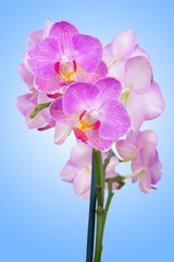 pink orchid on blue background