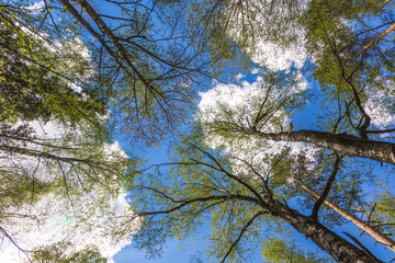 Looking up to the sky in forest