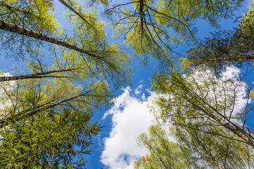 Looking up to the sky in forest