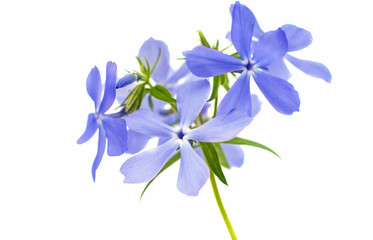 Spring phlox isolated