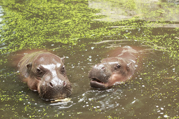 Hippo portrait in the nature