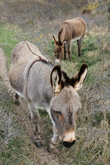 marching donkey in the field