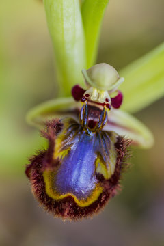 ophrys speculum