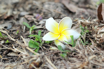 white frangipani flower on the ground