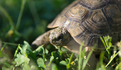 Tortue terrestre