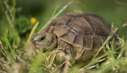 Tortue terrestre