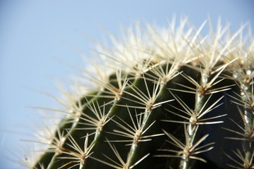 Schwiegermutterstuhl Kaktus