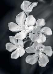 Fototapeta na wymiar white oleander