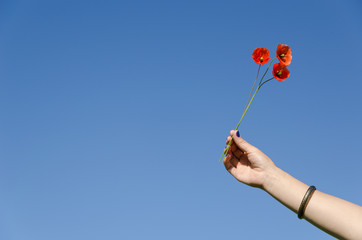 Obraz premium Woman hand hold poppy flower blooms on blue sky