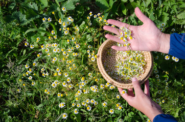female hand pick camomile herb flower blooms