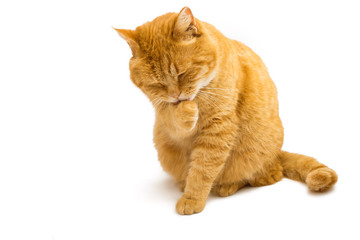 Fototapeta premium ginger cat isolated