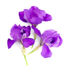 iris