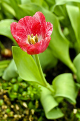 Naklejka premium Tulip
