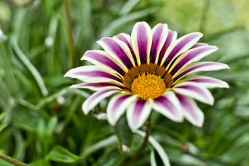 Obraz premium Purple Daisy