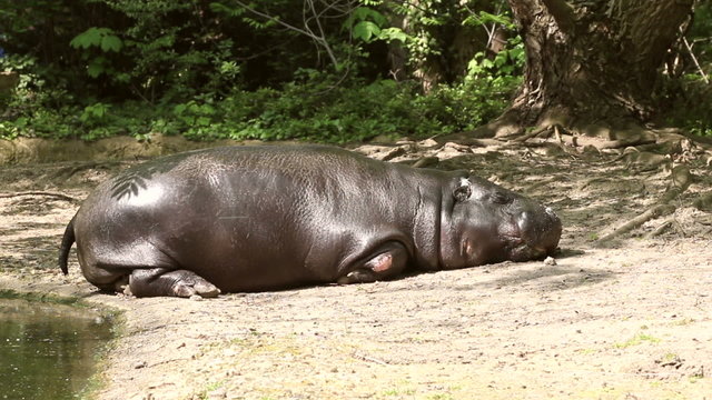 hippopotamus sleeping