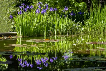 Crédence de cuisine en verre imprimé Iris fleurs d& 39 iris violet