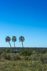 Obraz premium Palms on El Palmar National Park, Argentina