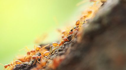 Red weaver ants help together.