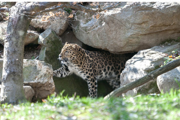amur leopard