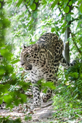 amur leopard