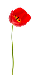 red tulips isolated