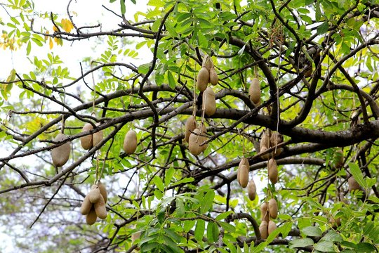 Leberwurstbaum auf Madeira