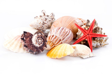 Seashells