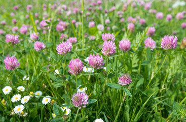 Obraz premium Red clover from close