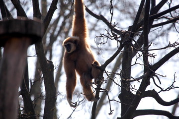An Ast hängender Gibbon