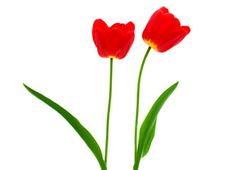red tulips isolated