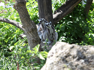 Auf B&auml;umen sitzende Kattas