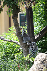 Im Geäst sitzende Kattas