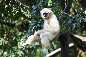 In Baum hängender Gibbon