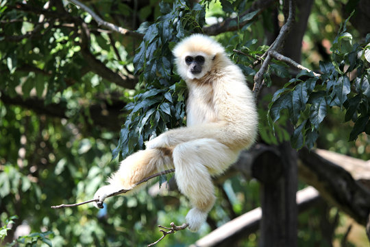 In Baum h&auml;ngender Gibbon