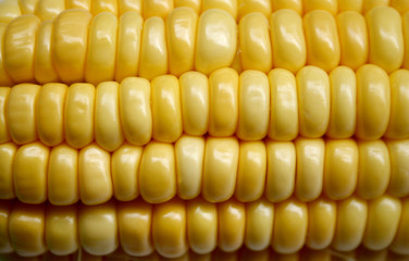 Corn on the cob kernels close up shot