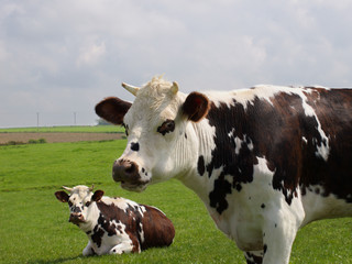 vaches normandes