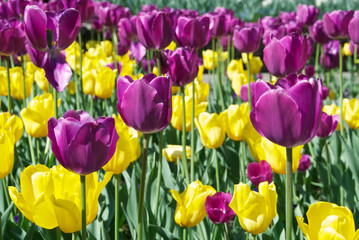 Tulipani