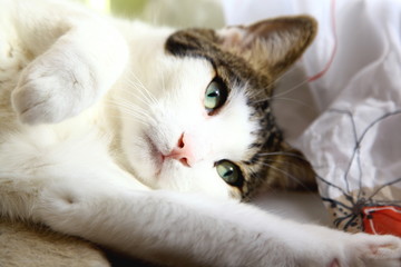 Weiß-getigerte Katze im Sonnenlicht