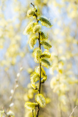 flowering willow © dbrus