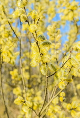 flowering willow