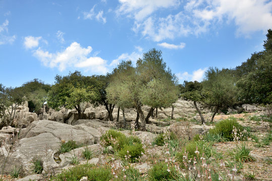 Steineichen-Wald