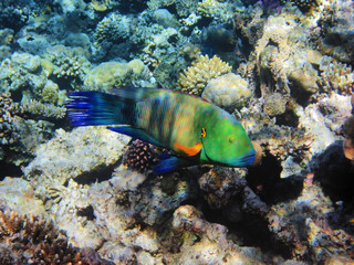 Fototapeta na wymiar Tropical fish on the coral reef in Red Sea, Egypt