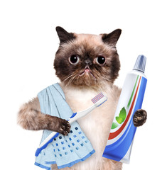 Brushing teeth cat.