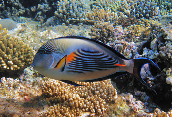 Naklejka na ściany i meble Tropical fish on the coral reef in Red Sea