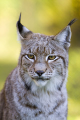 Lynx